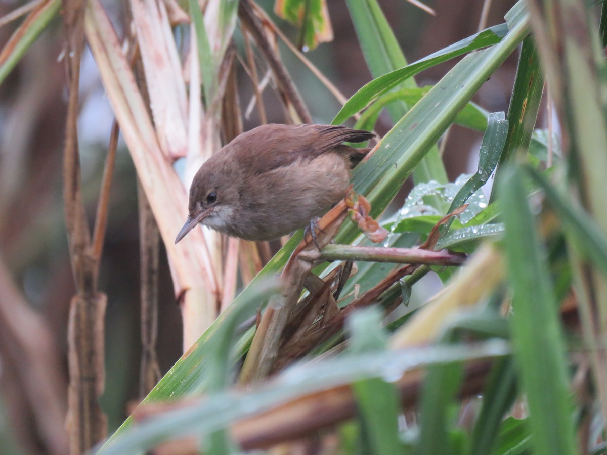 Lesser Swamp Warbler - ML175958981