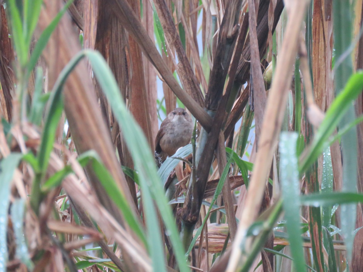 Lesser Swamp Warbler - ML175958991