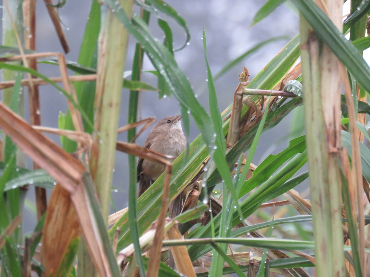 Lesser Swamp Warbler - ML175959001