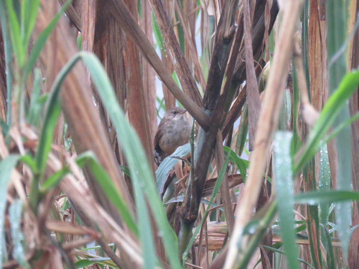 Lesser Swamp Warbler - ML175959011