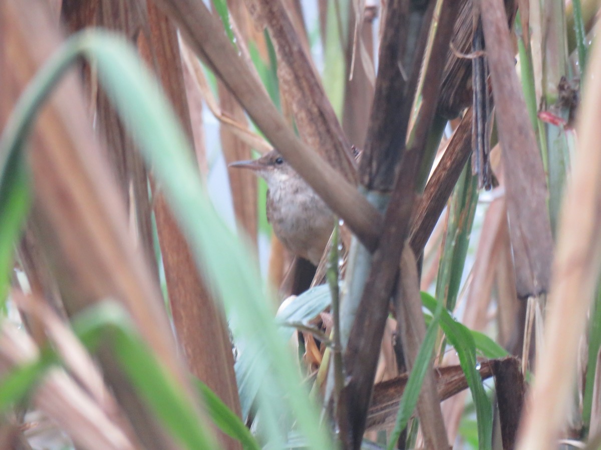 Lesser Swamp Warbler - ML175959021
