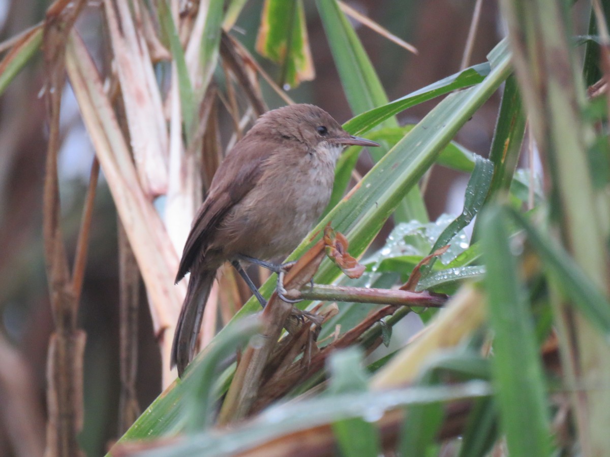 Lesser Swamp Warbler - ML175959091