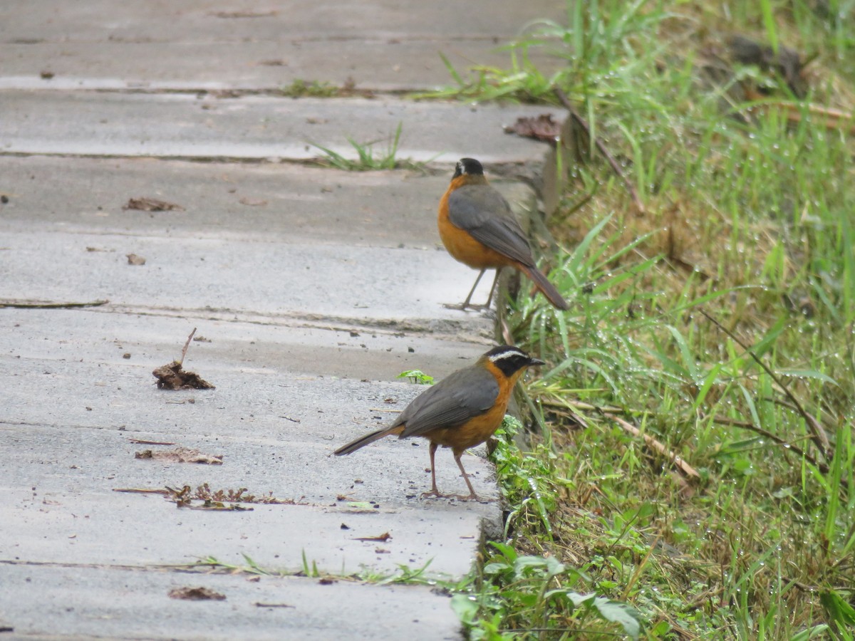 Rüppell's Robin-Chat - ML175959481