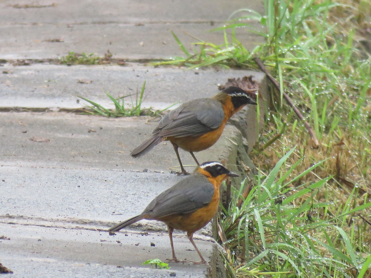 Rüppell's Robin-Chat - ML175959521