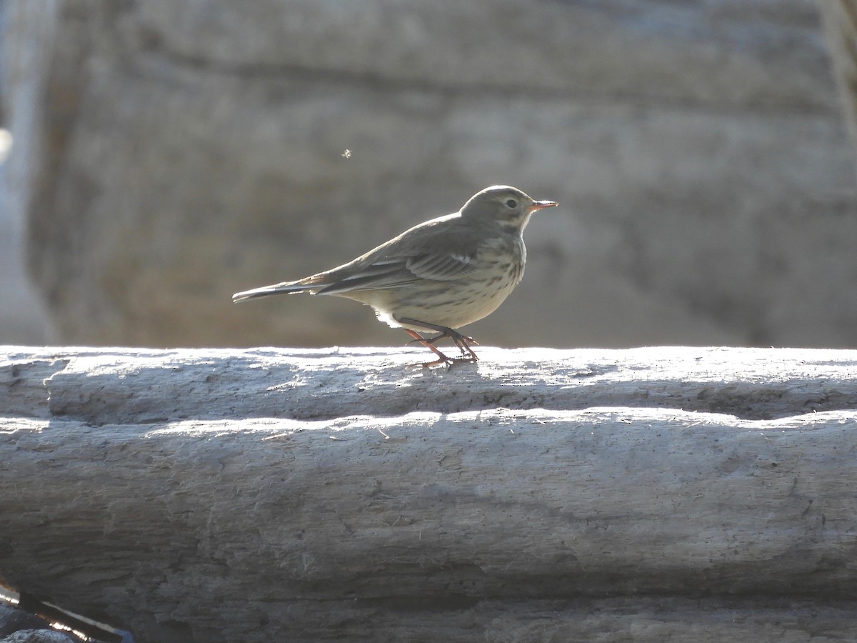 Pipit d'Amérique - ML175960671