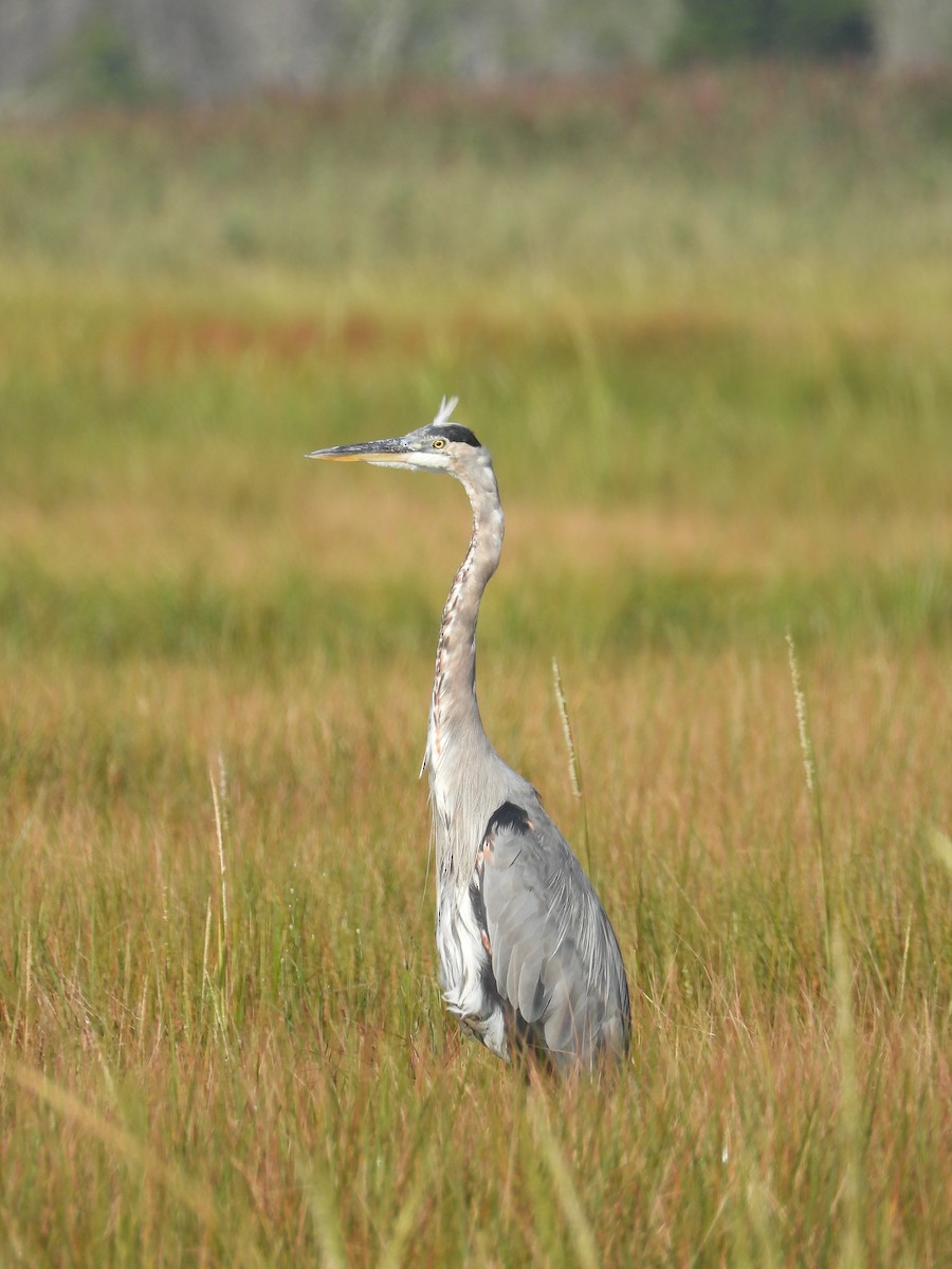 Great Blue Heron - Andrea Frary