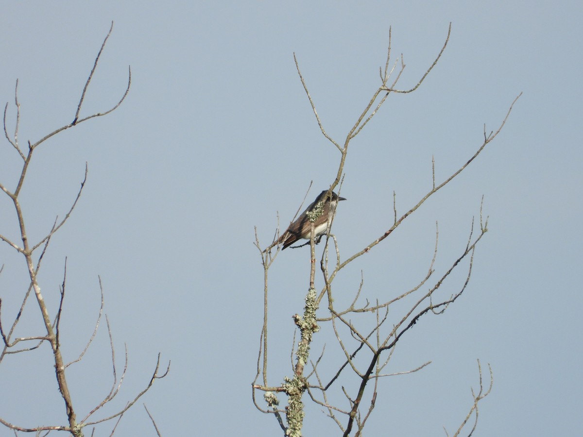 Eastern Kingbird - ML175961401