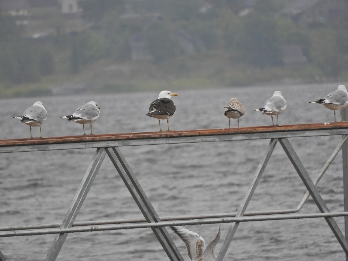 Бэсрэг цахлай - ML175963111