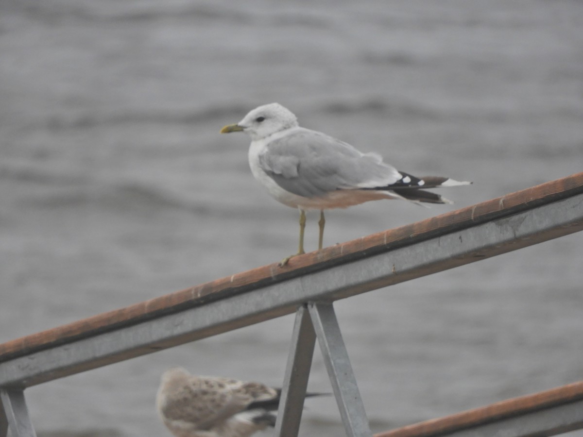 Үүлэн цахлай - ML175963121