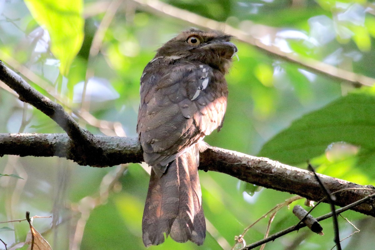 Gould's Frogmouth - Gil Ewing