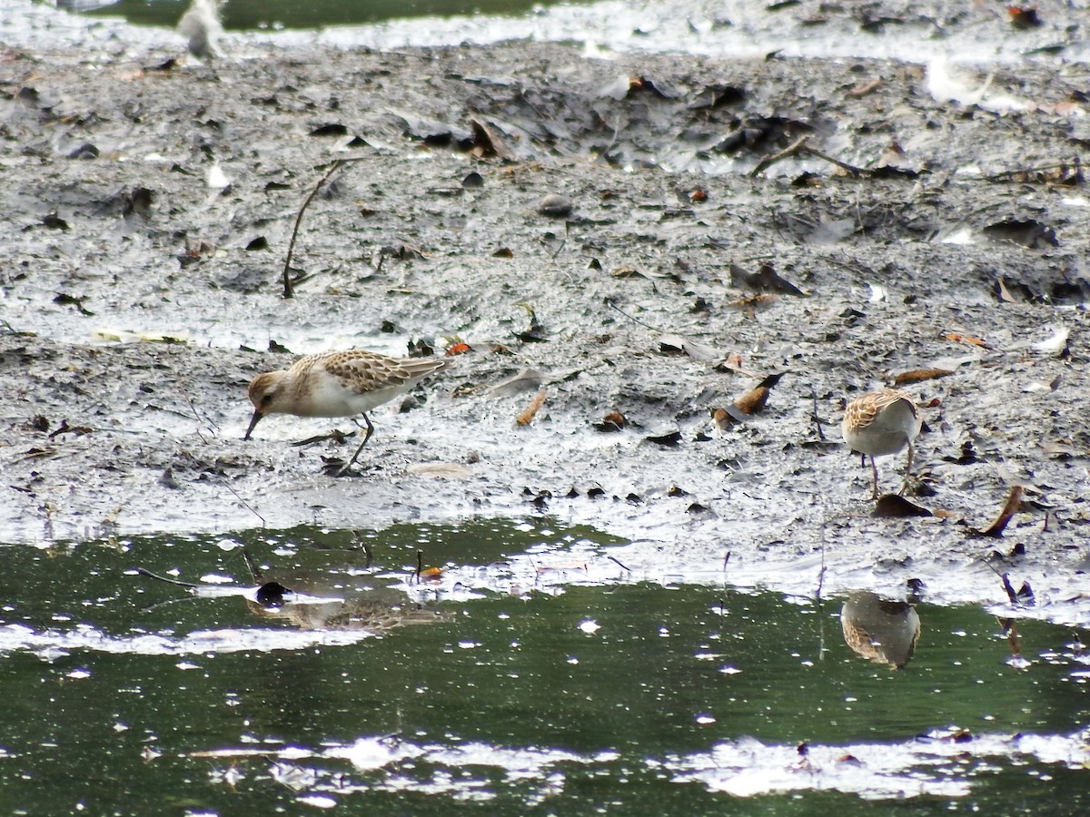 Semipalmated Sandpiper - ML175963601