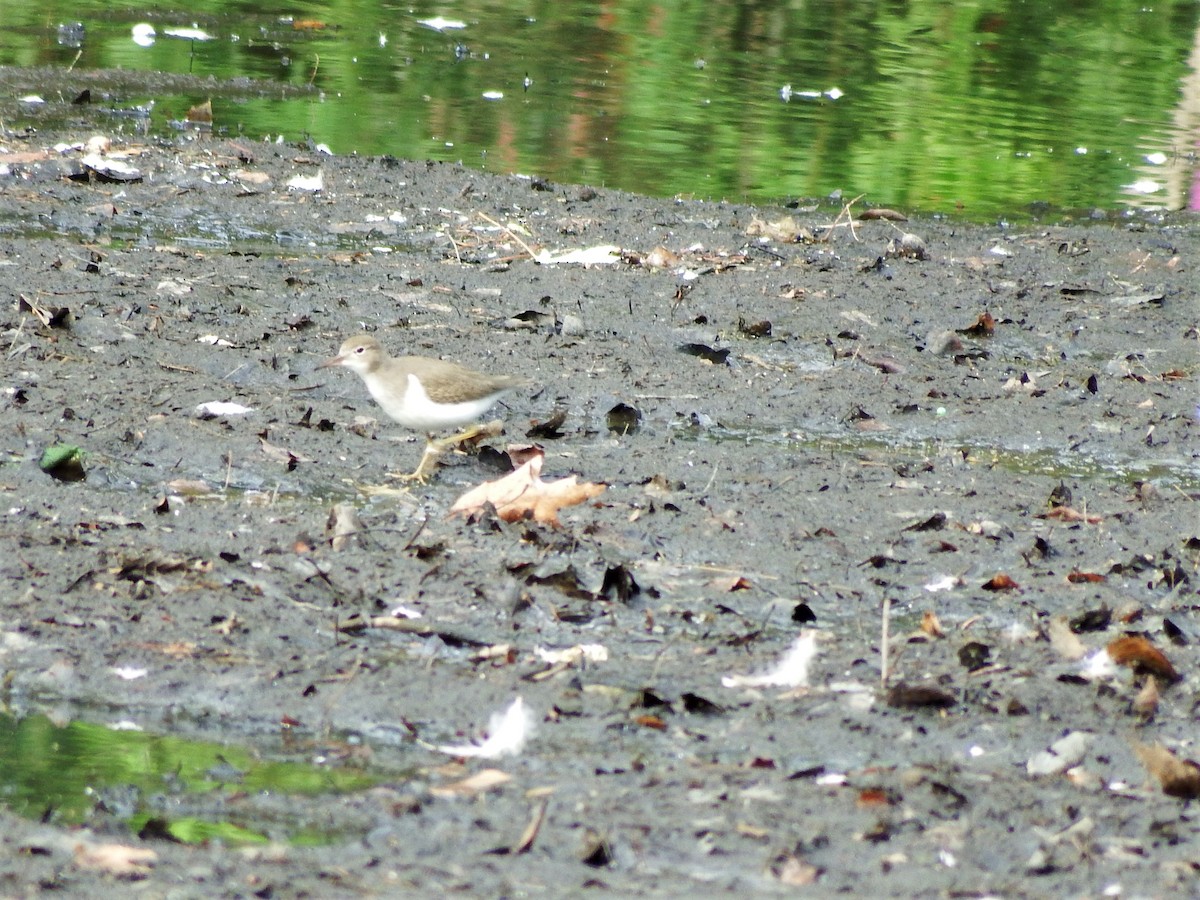 Spotted Sandpiper - Robert O'Donnell
