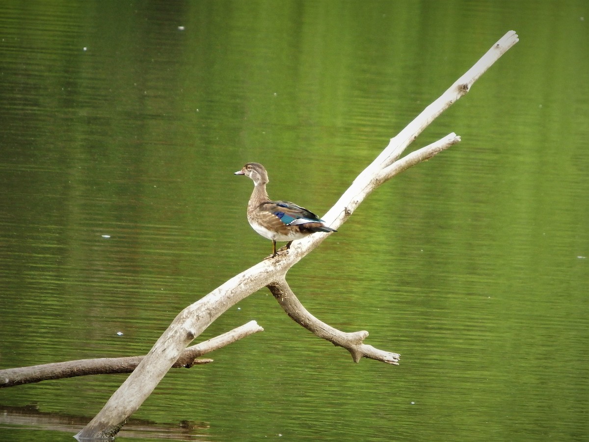 Wood Duck - ML175963791