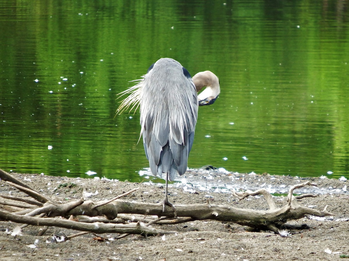 Great Blue Heron - ML175964281