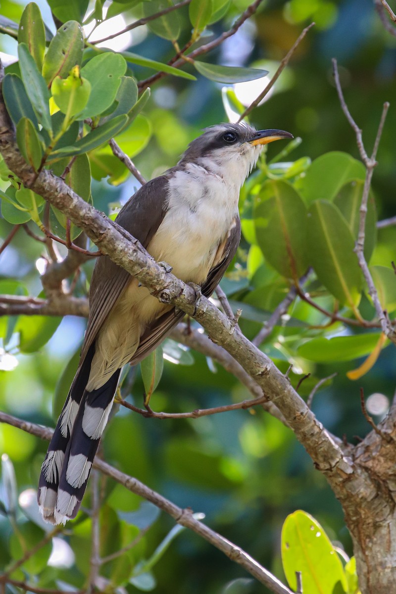 Mangrove Cuckoo - ML175965481