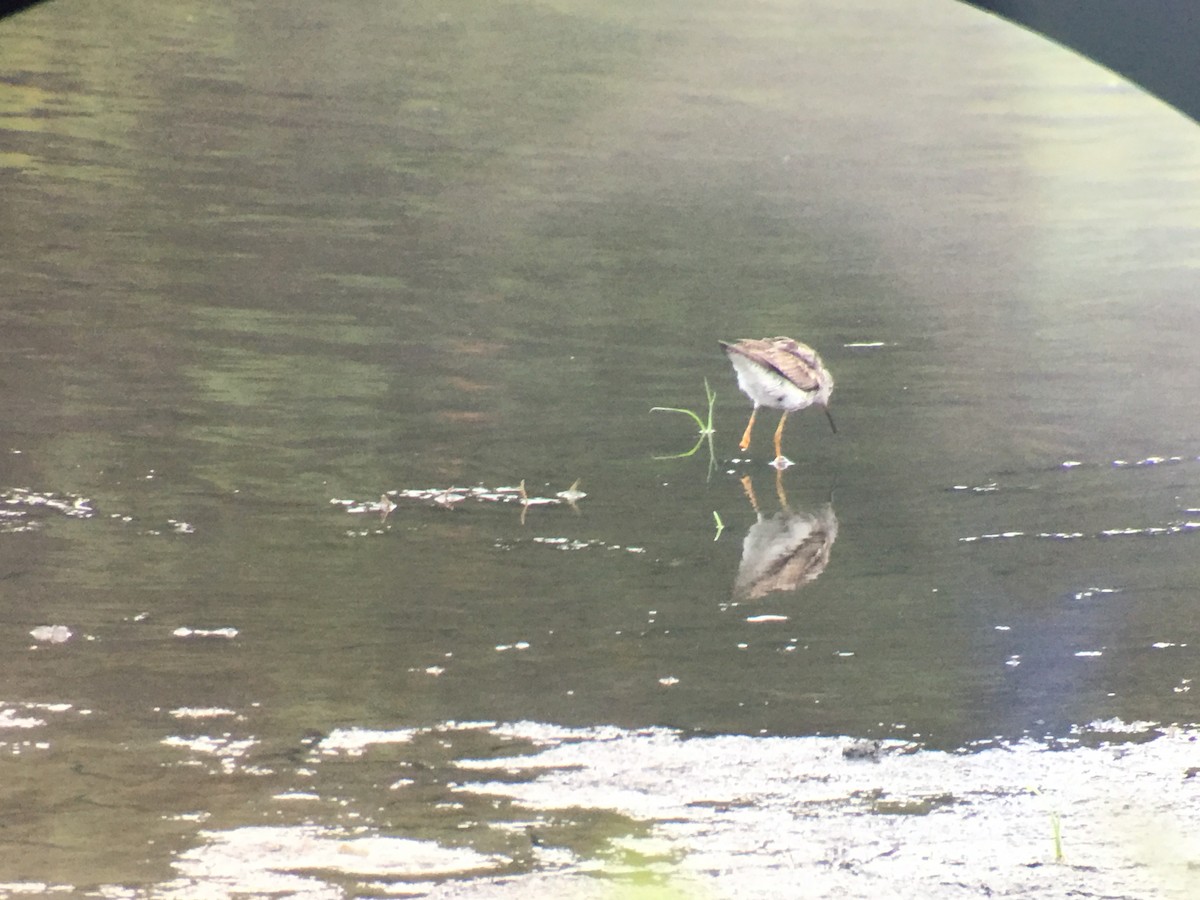 Küçük Sarıbacak - ML175966311