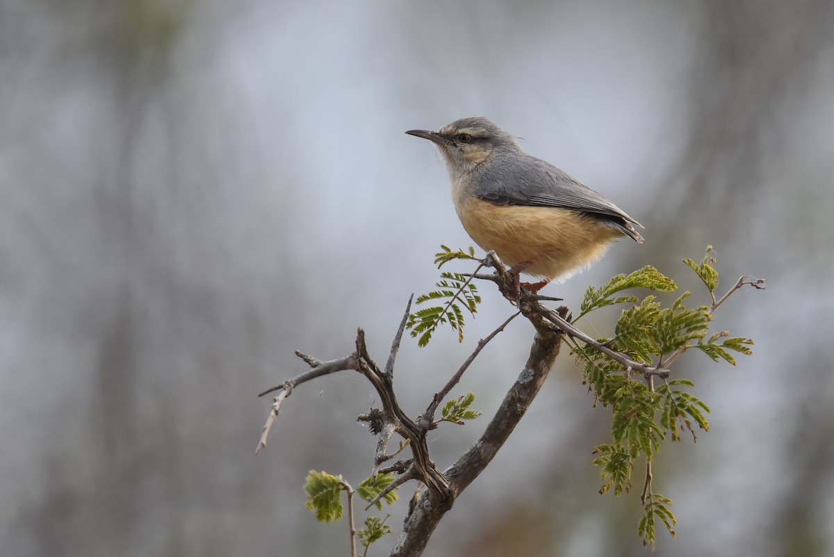 Long-billed Crombec - Maryse Neukomm
