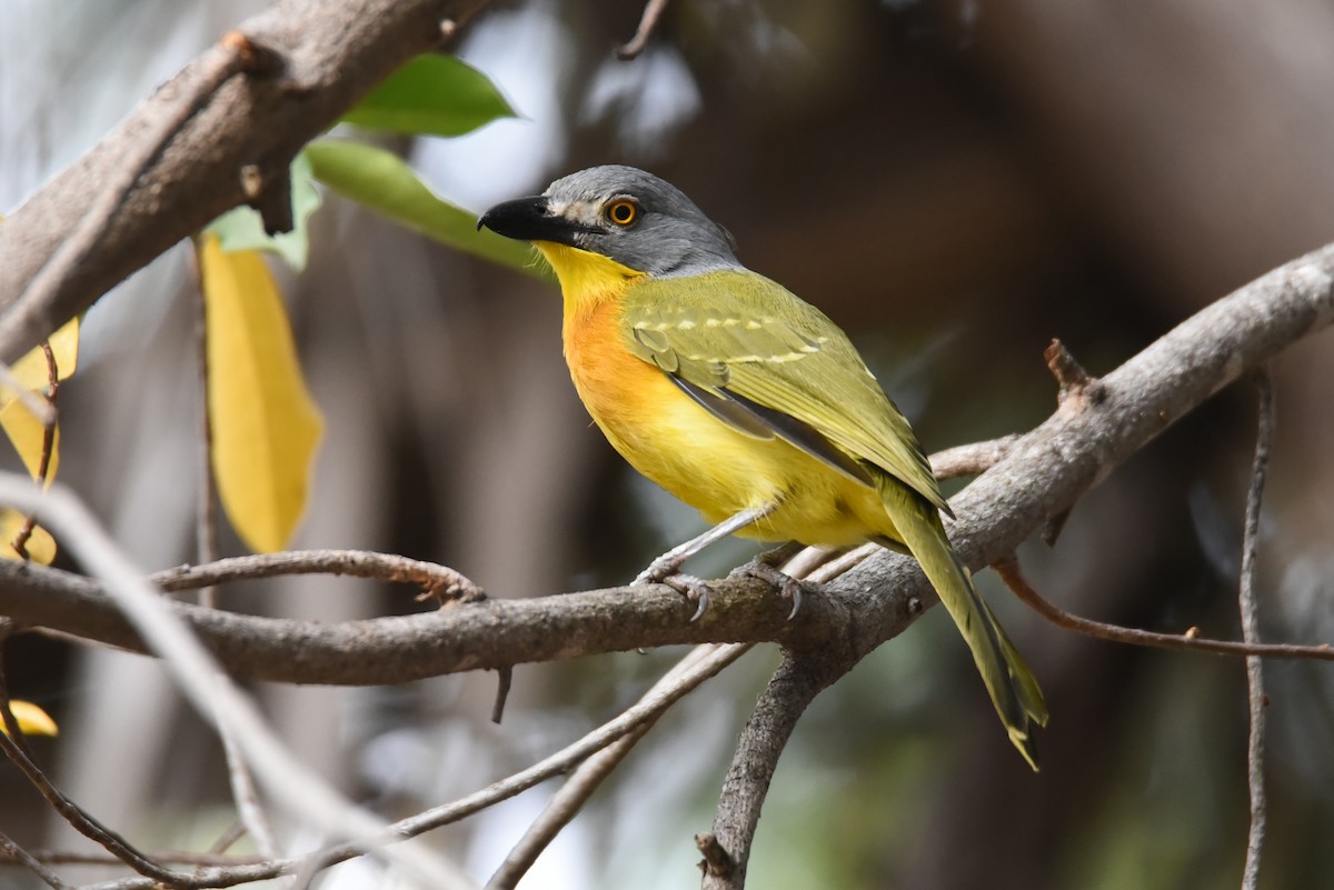 Gray-headed Bushshrike - Maryse Neukomm