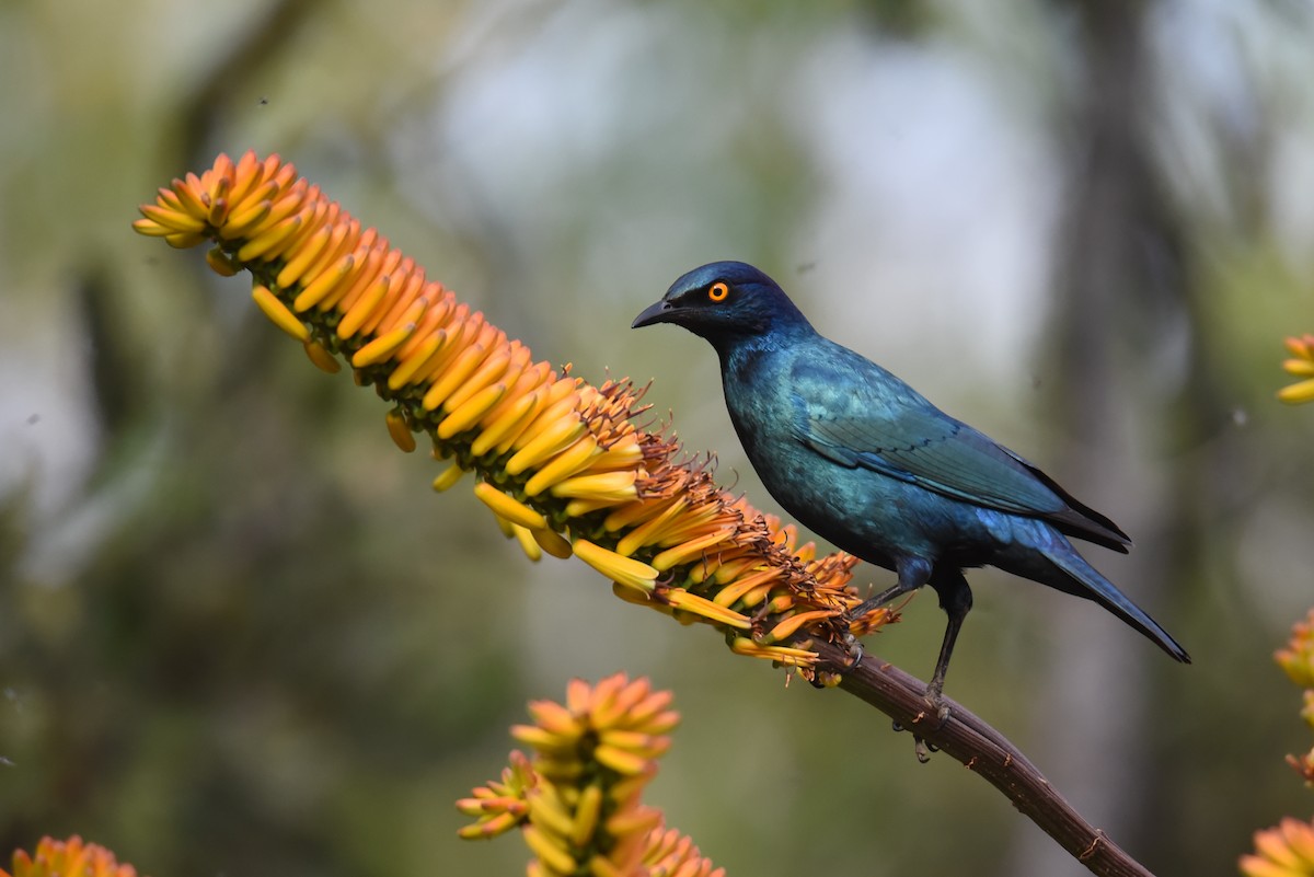 Cape Starling - ML175968921