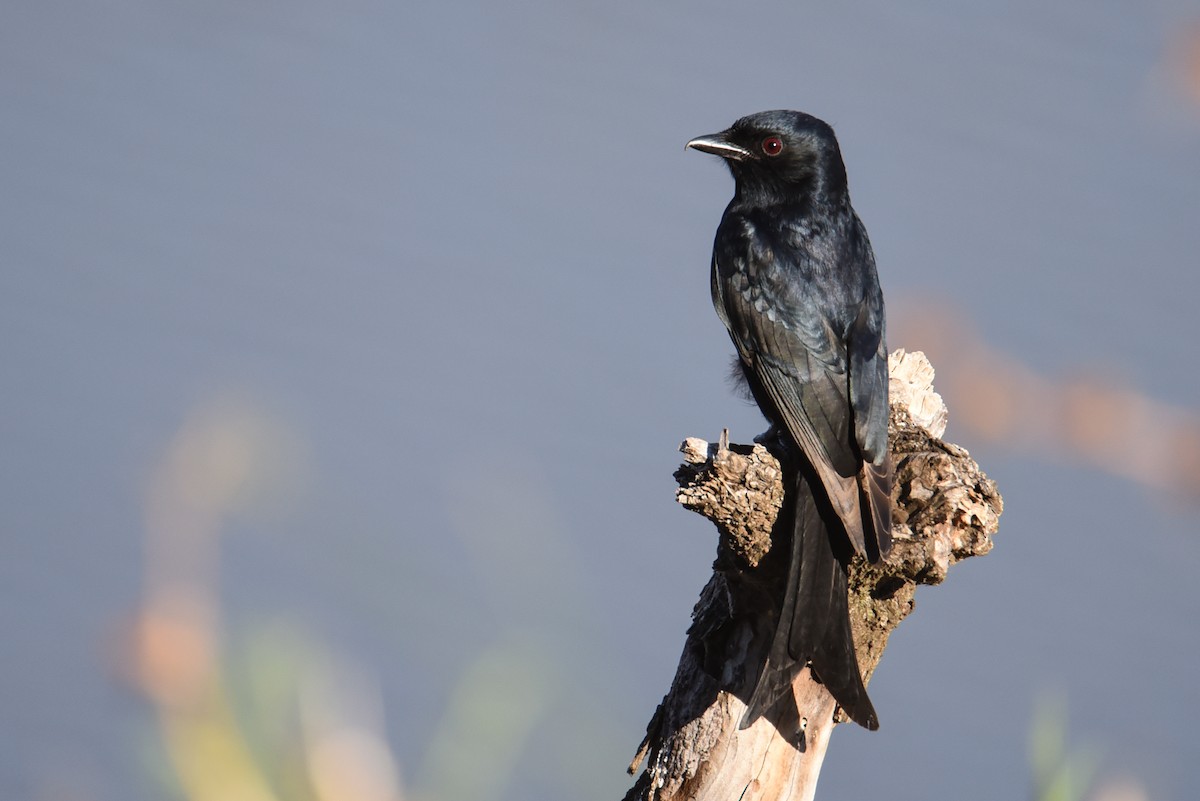 Fork-tailed Drongo - ML175969101