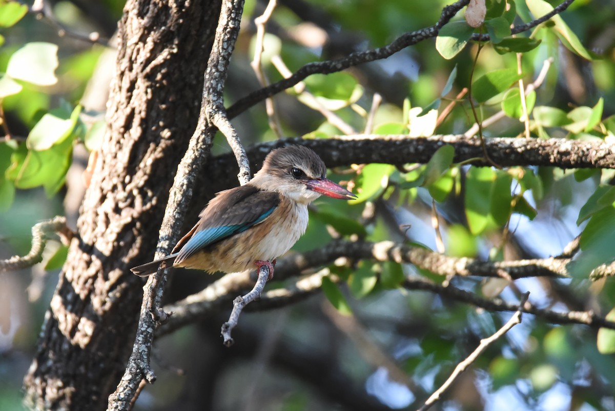 Brown-hooded Kingfisher - Maryse Neukomm