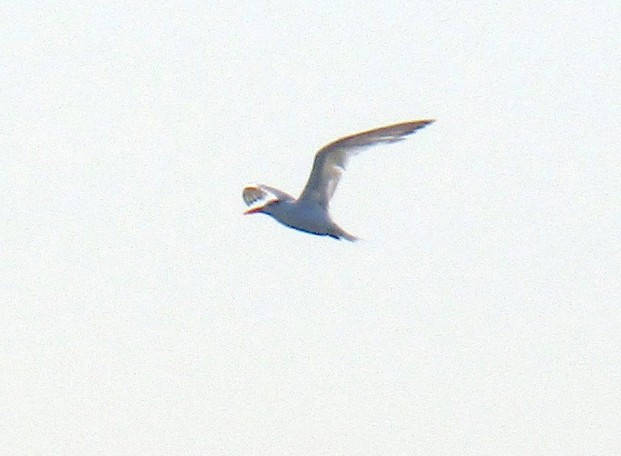 Royal Tern - ML175971541