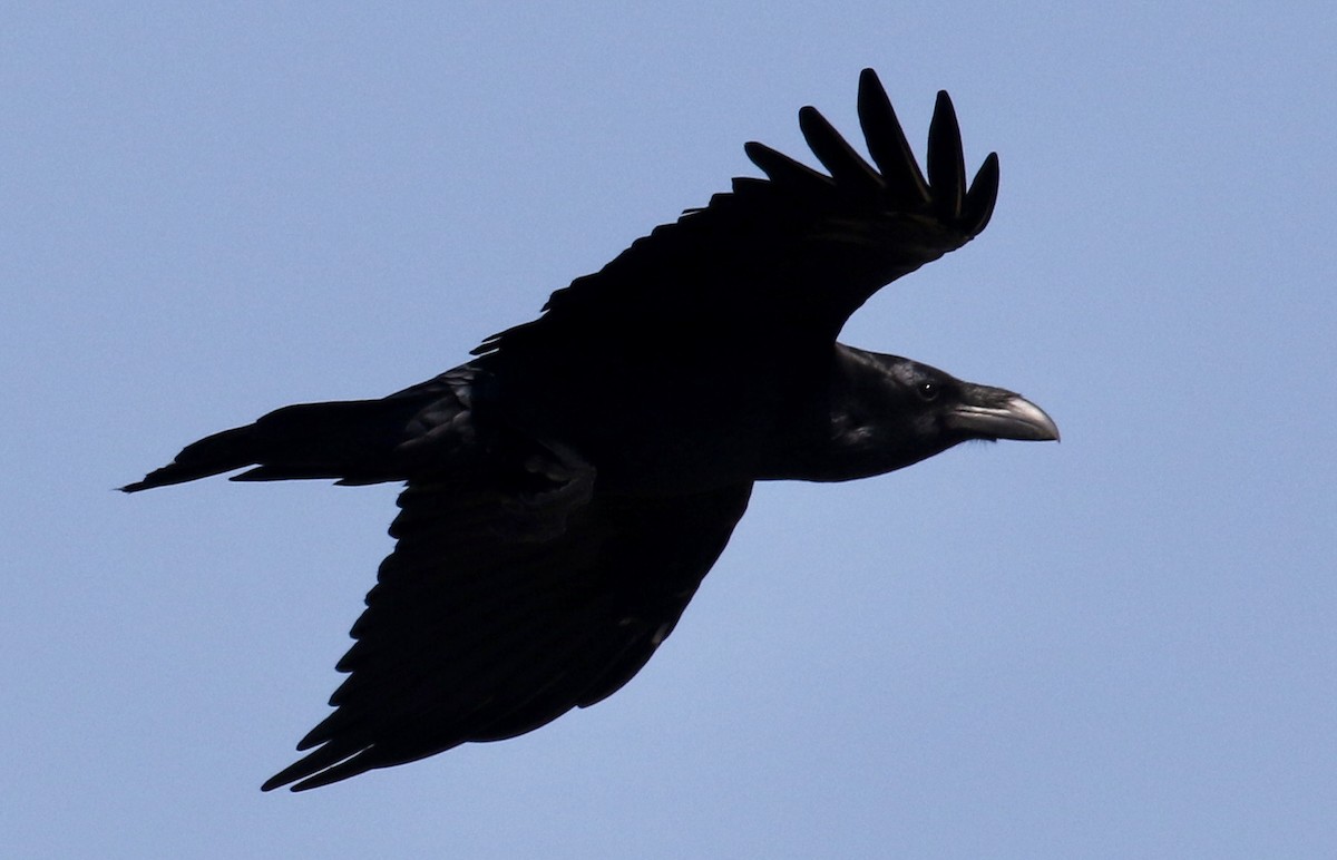 Common Raven - ML175972491