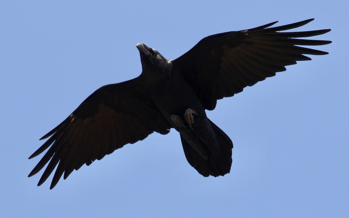 Common Raven - ML175972531