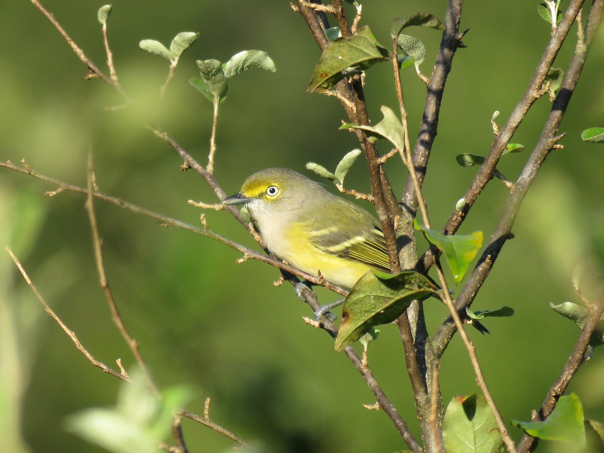 White-eyed Vireo - ML175972841