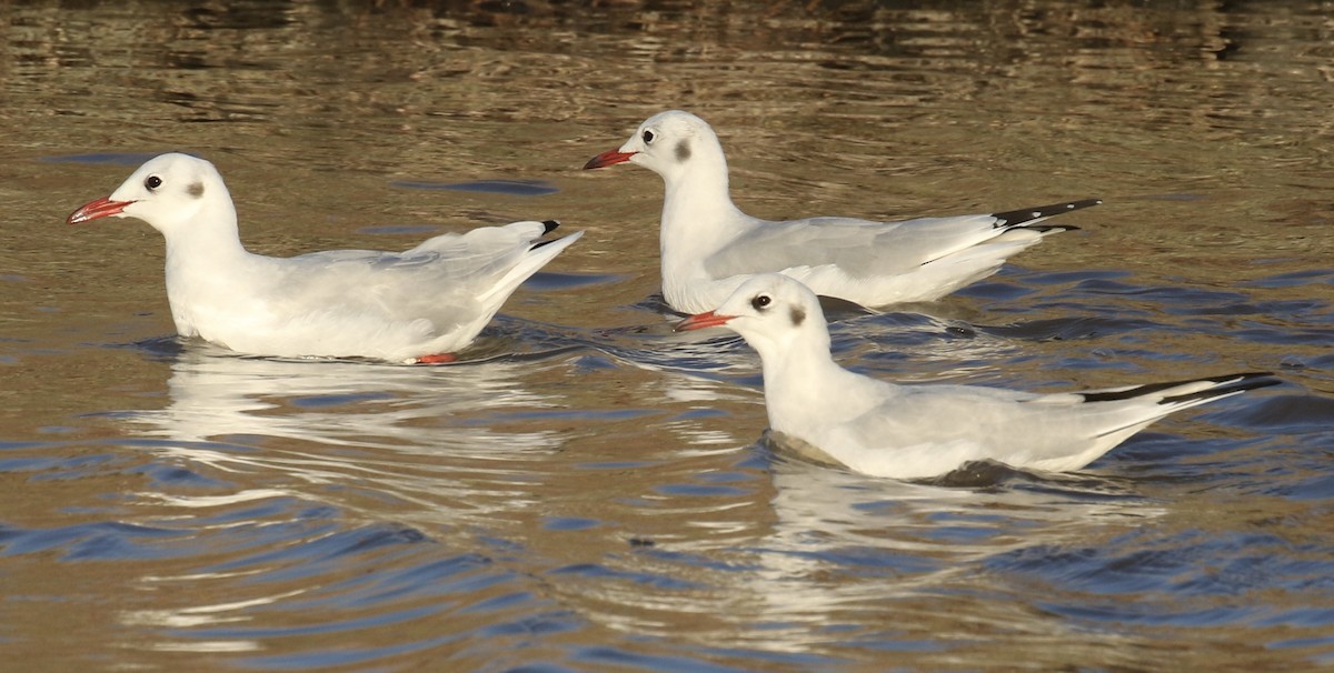 Black-headed Gull - ML175973521