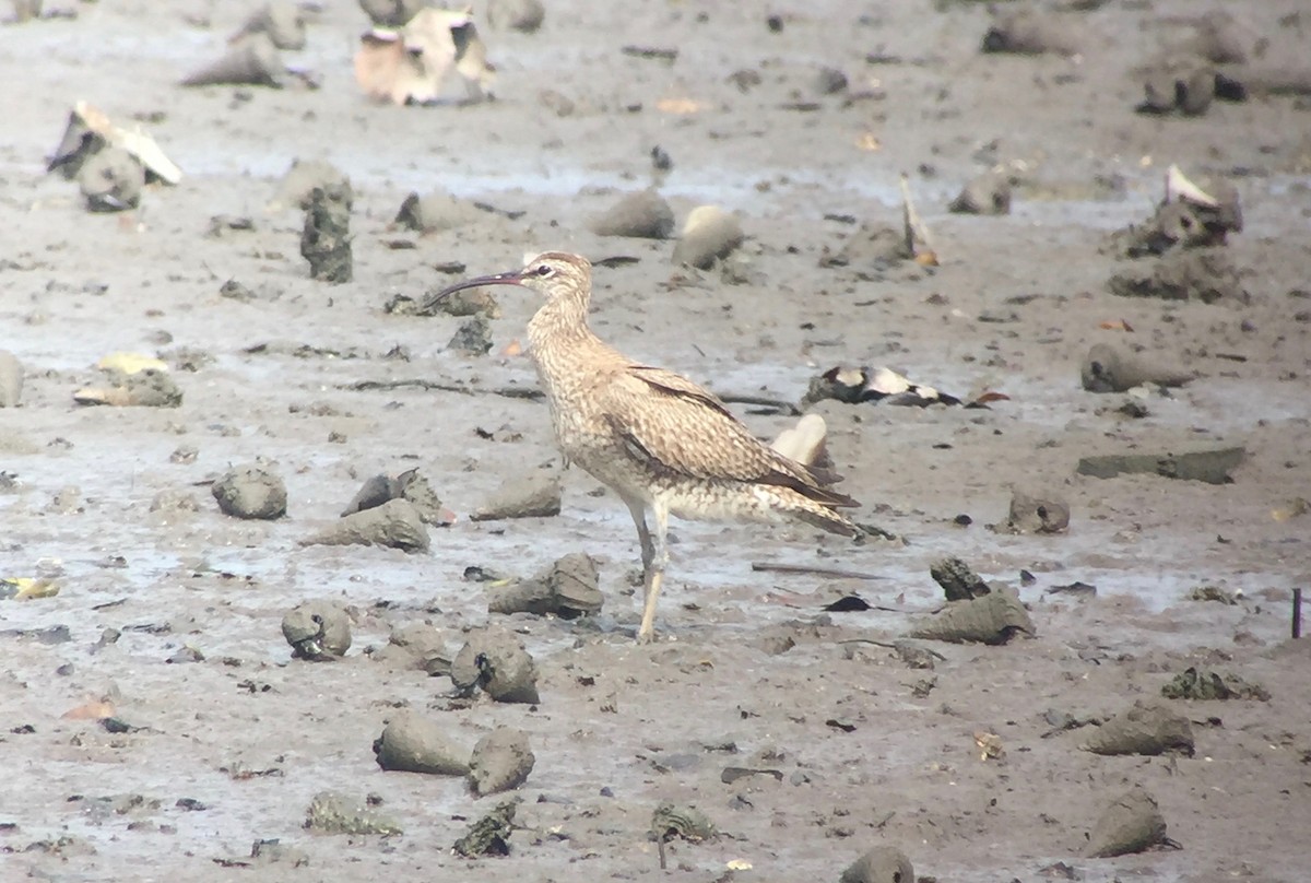 Whimbrel - ML175973571