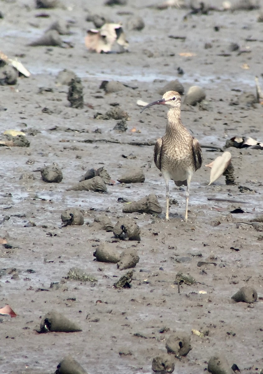 Whimbrel - ML175973591