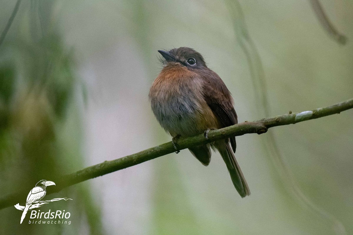 Rusty-breasted Nunlet - Hudson - BirdsRio