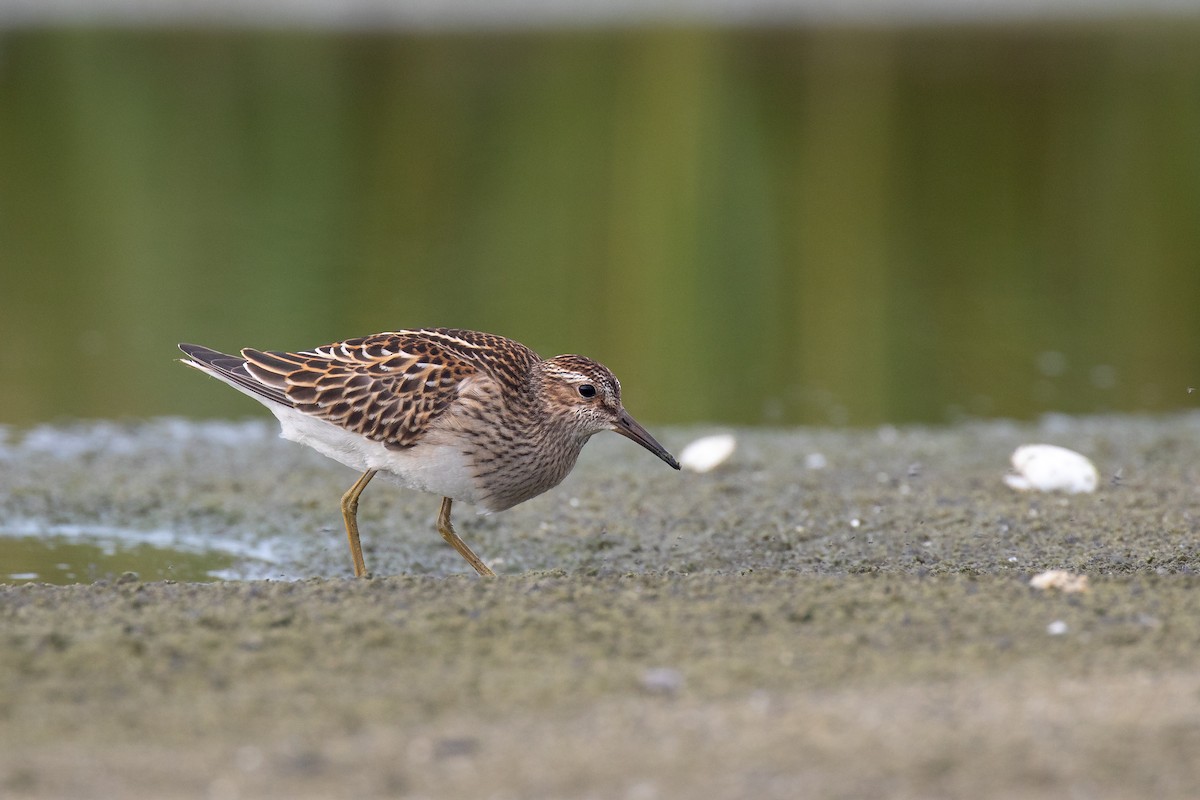 Pectoral Sandpiper - Nick Dorian