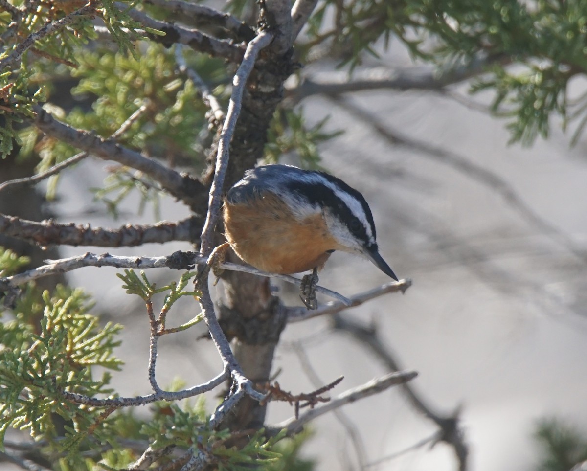 Red-breasted Nuthatch - ML175978381