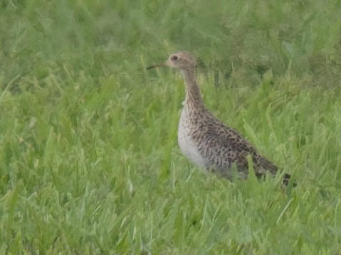 Upland Sandpiper - ML175979341