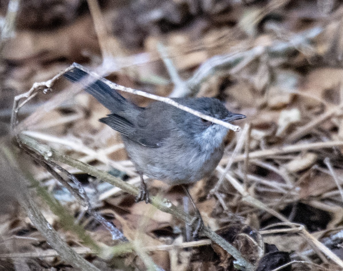 Curruca Cabecinegra - ML175980261