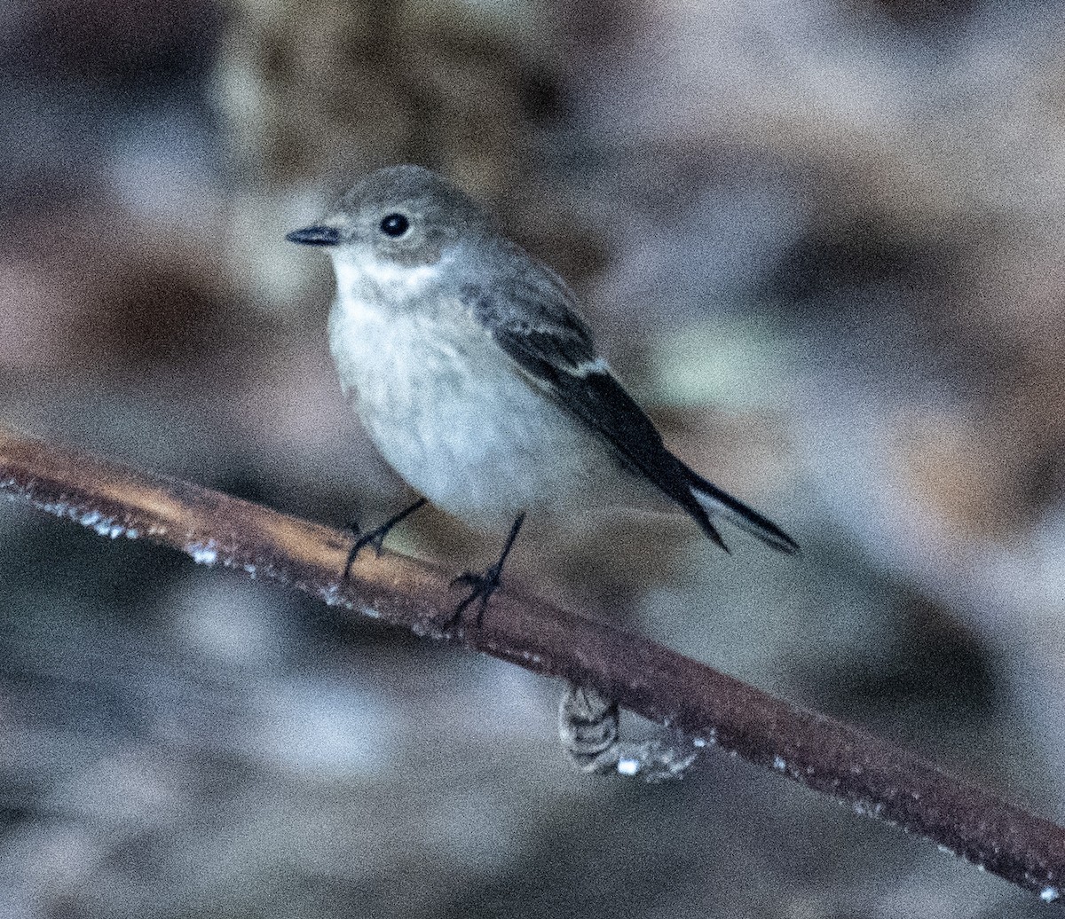 European Pied Flycatcher - ML175980401