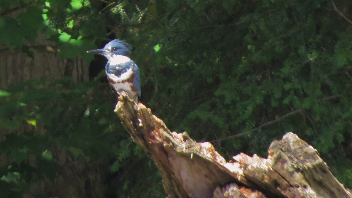 Belted Kingfisher - ML175980681