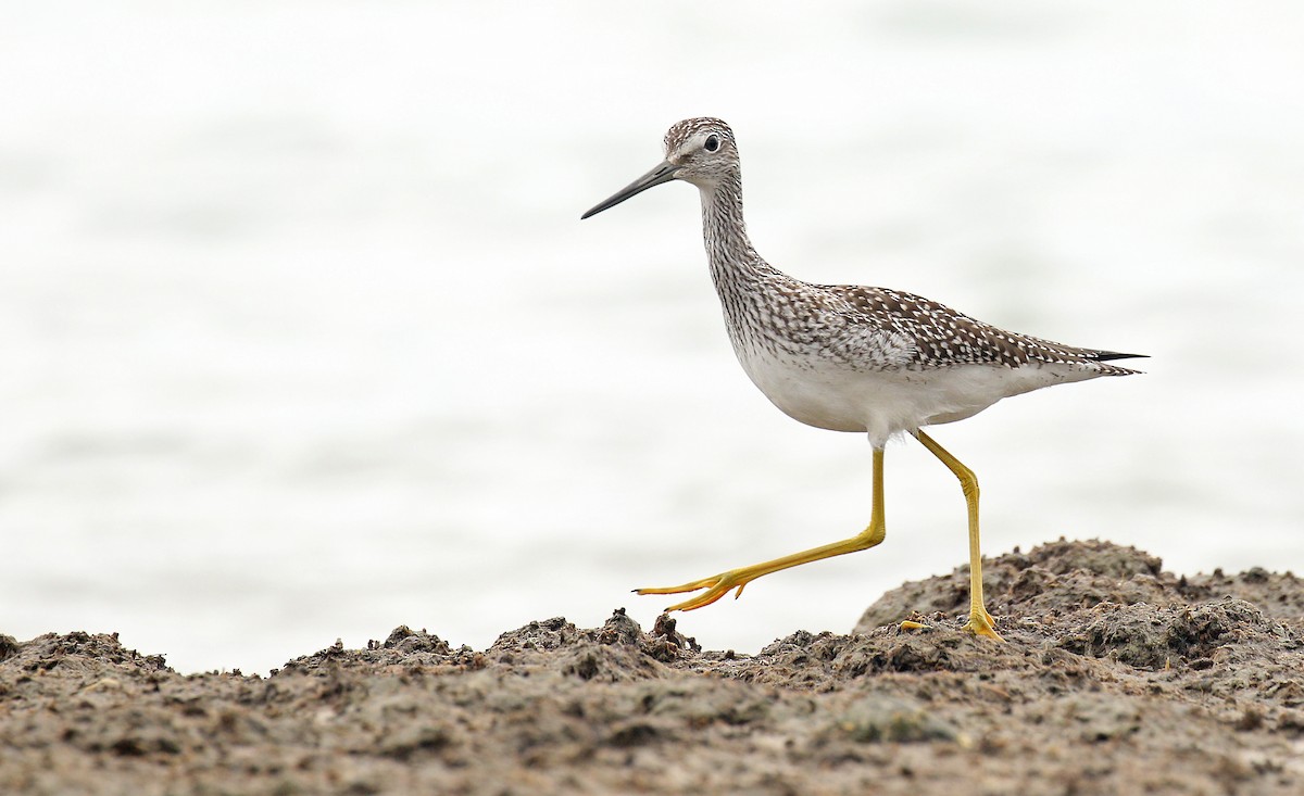 Greater Yellowlegs - ML175983141