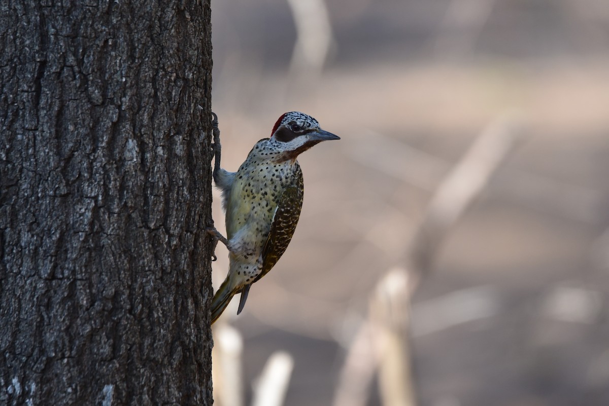 Bennett's Woodpecker - Maryse Neukomm