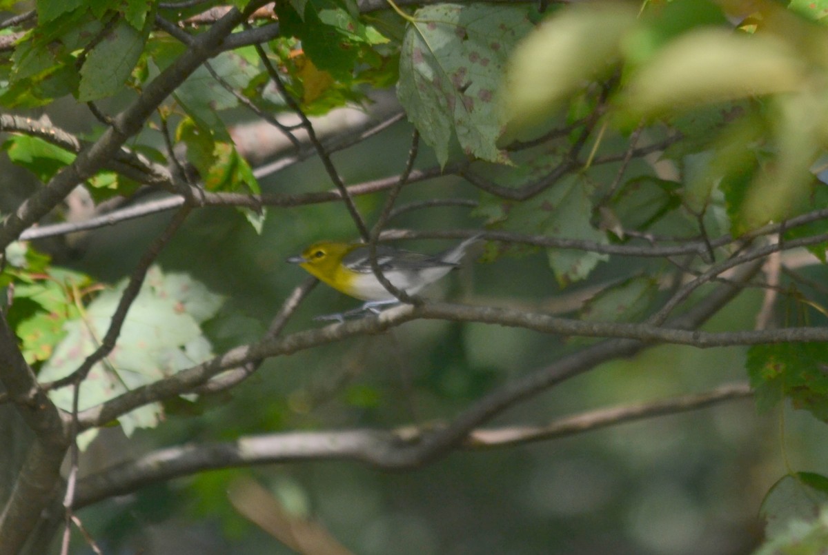 Yellow-throated Vireo - ML175984591