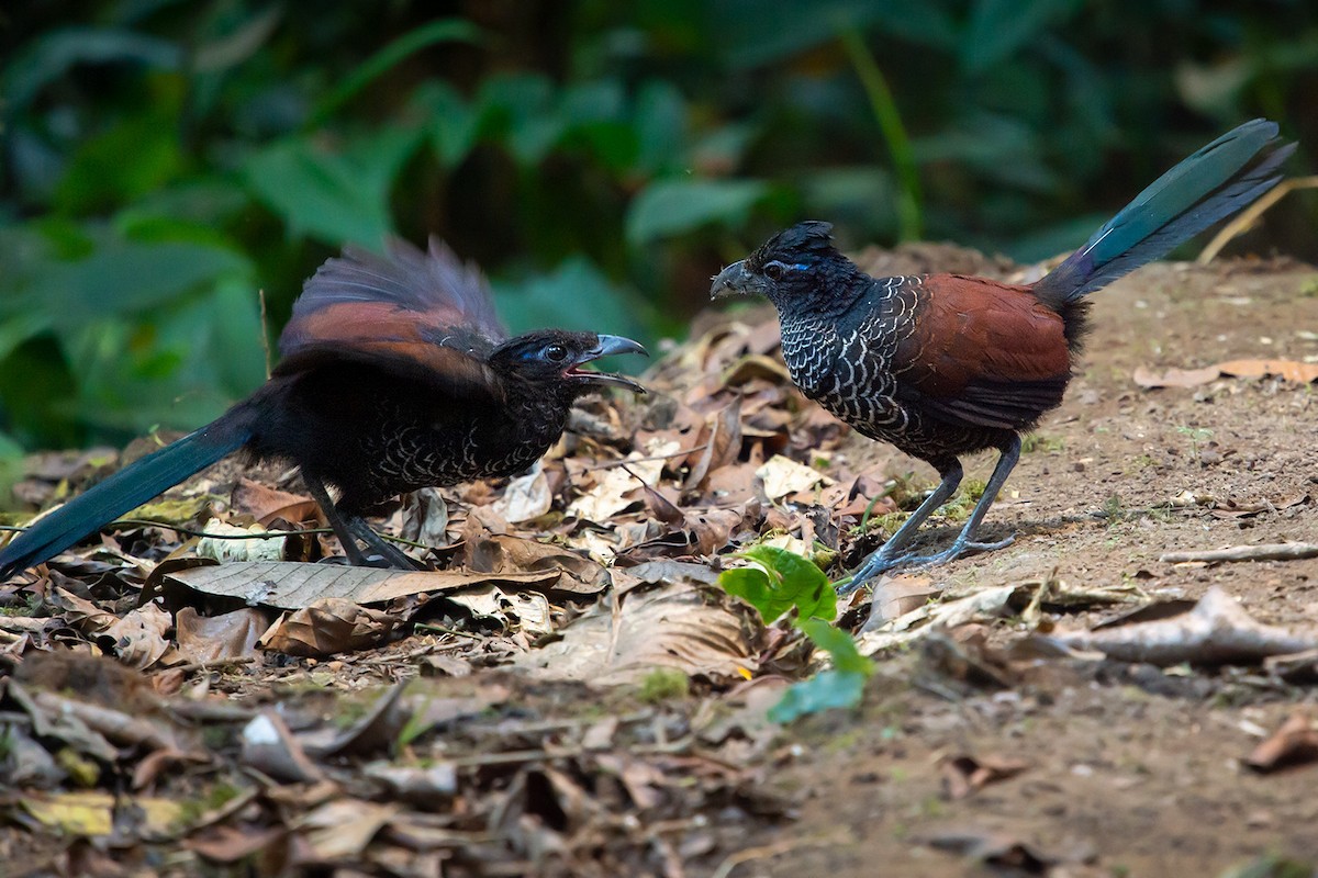 Banded Ground-Cuckoo - Jorge Luis Cruz Alcivar - Magic Birding Tours