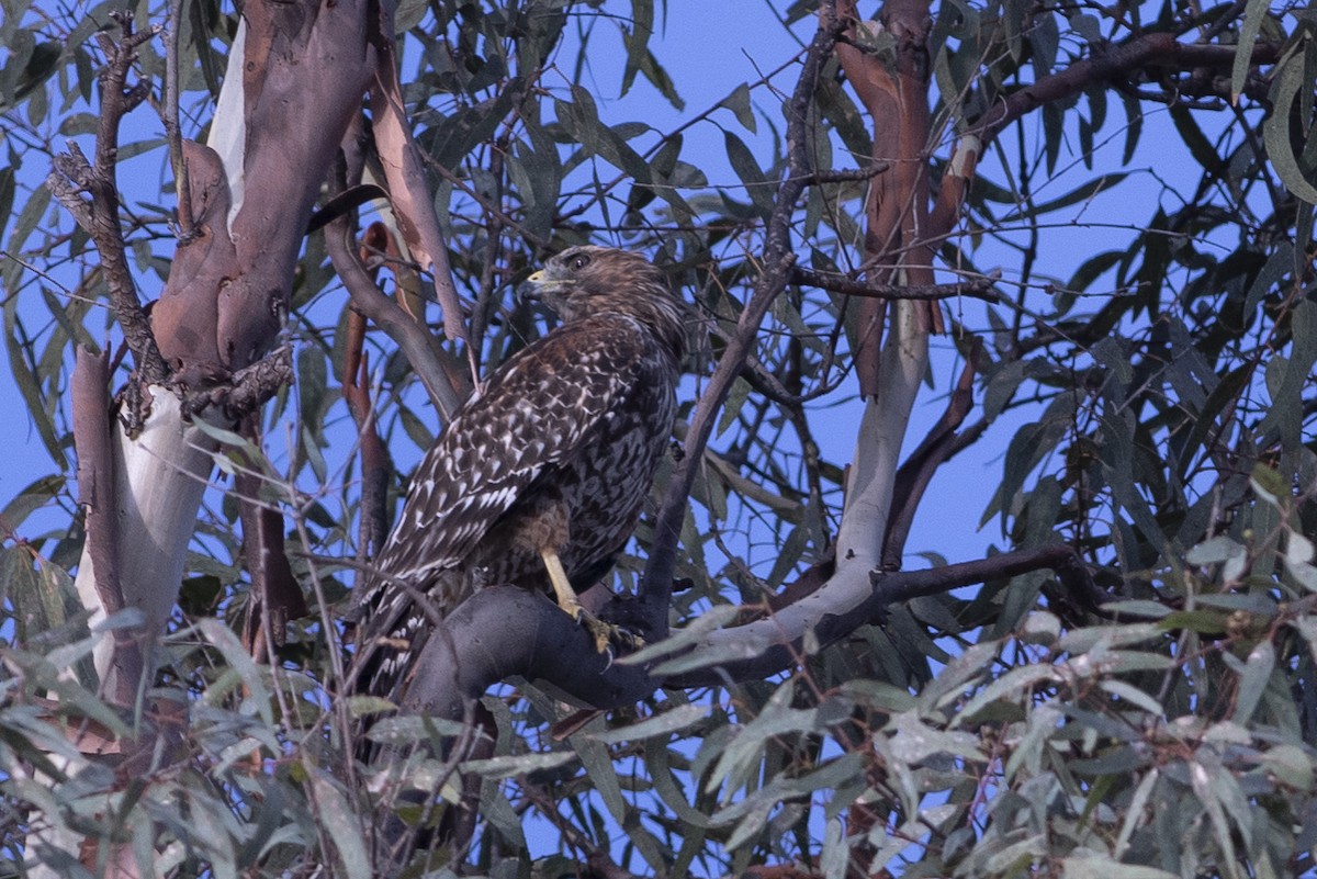 Red-shouldered Hawk - ML175986111