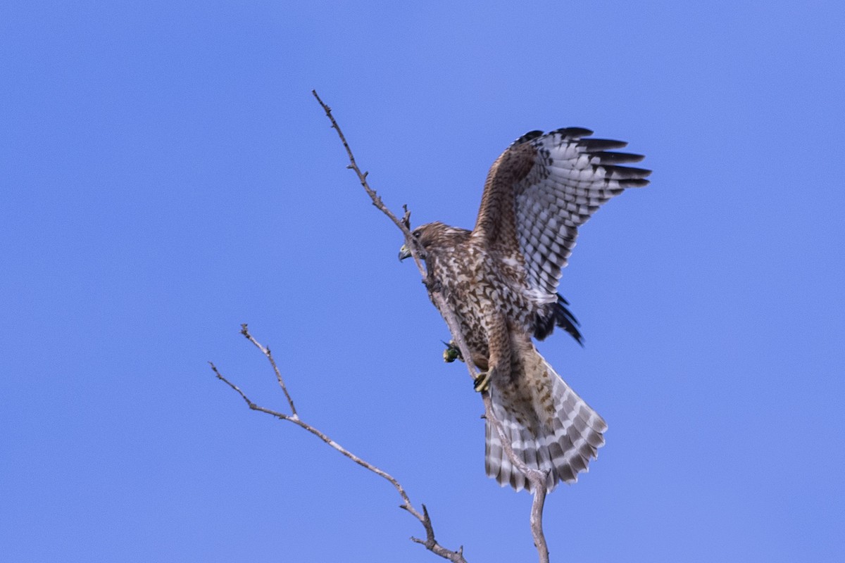 Red-shouldered Hawk - ML175986121