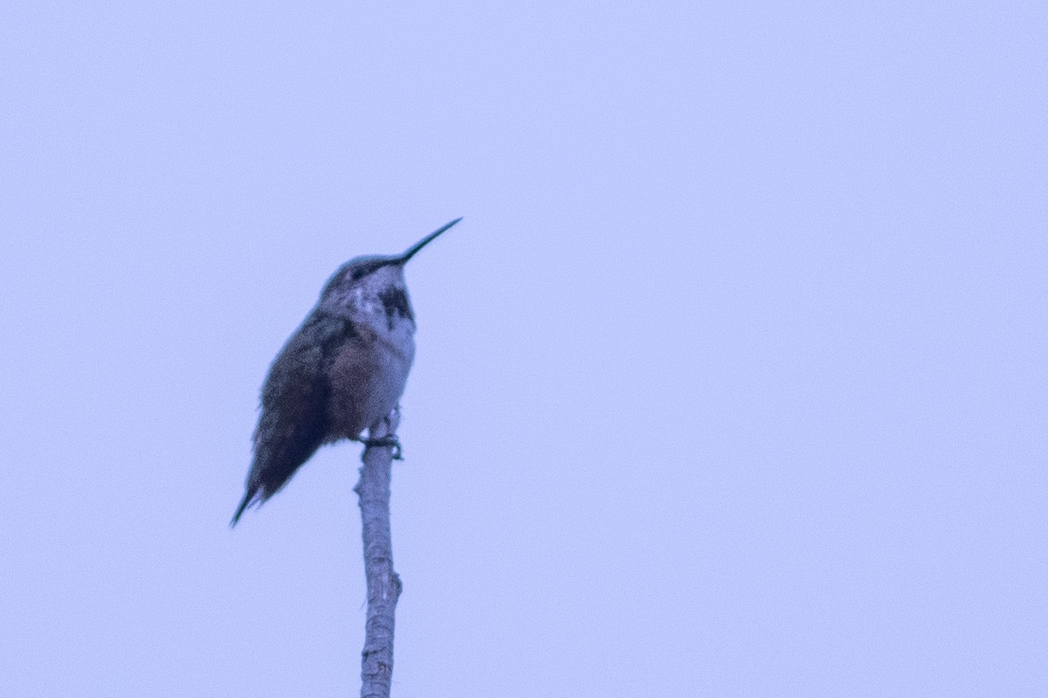 Allen's Hummingbird - ML175986291