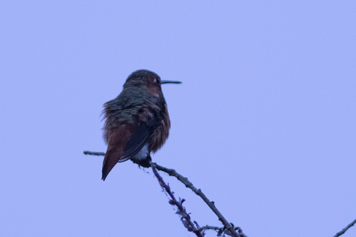 Colibrí de Allen - ML175986301