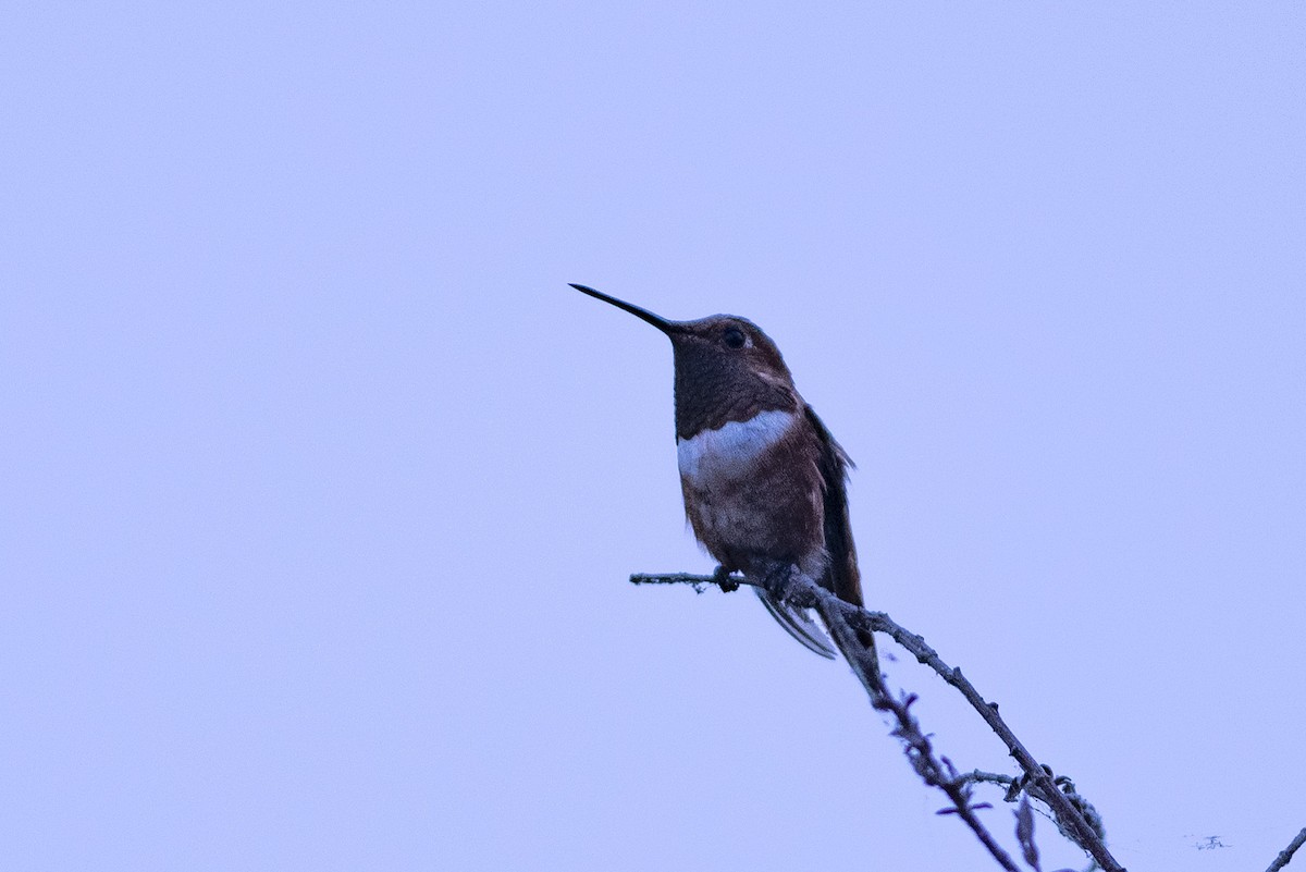 Allen's Hummingbird - ML175986321