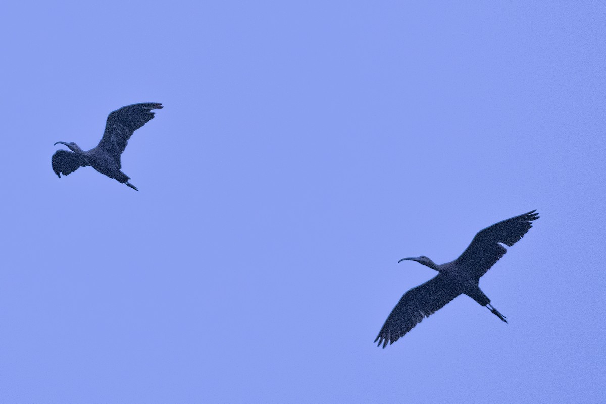 Ibis à face blanche - ML175986361