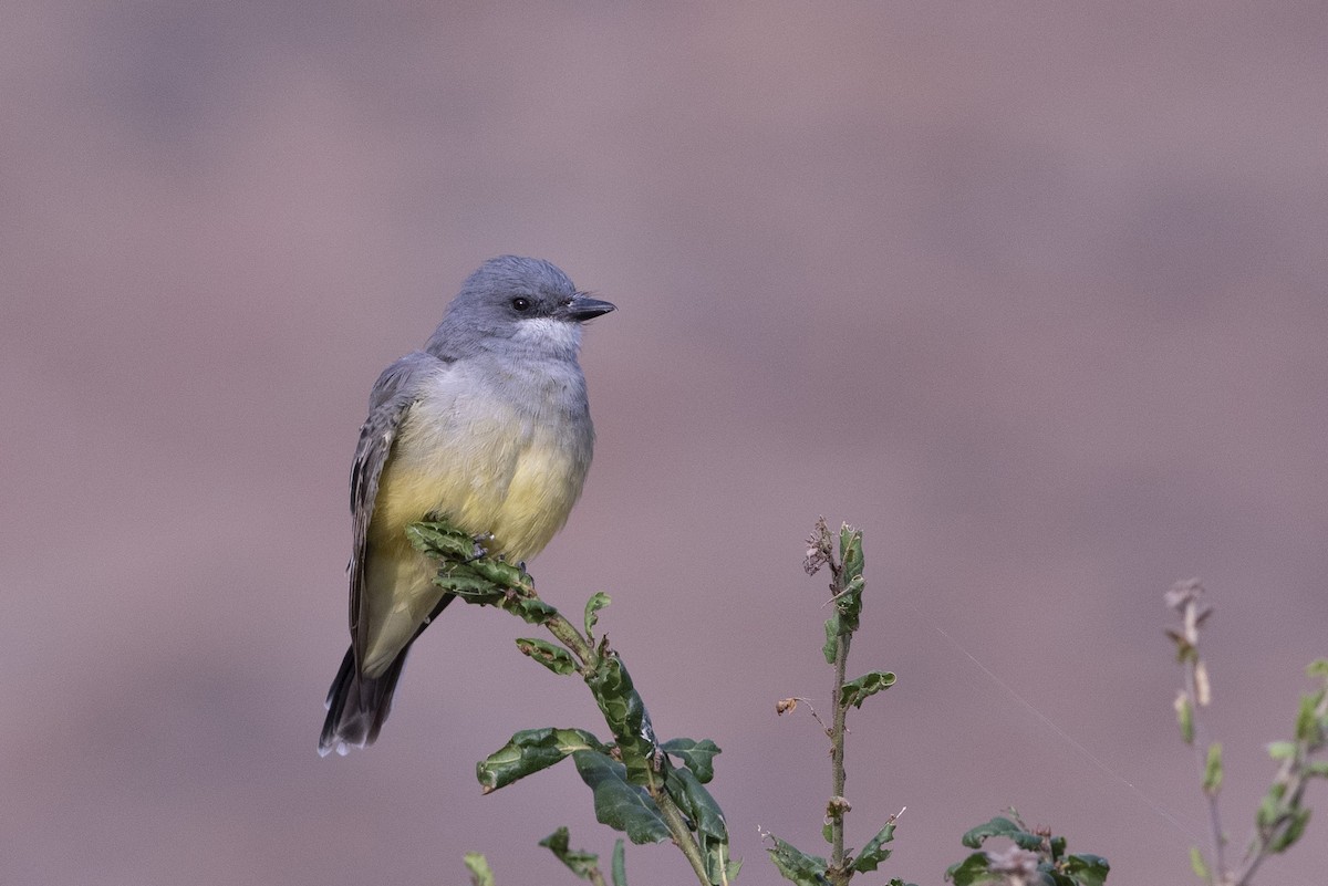 Cassin's Kingbird - ML175986421